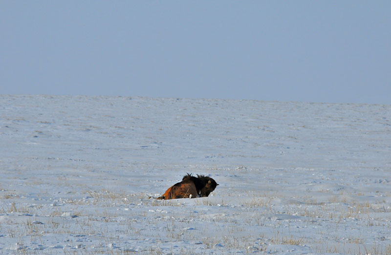 Mongolie